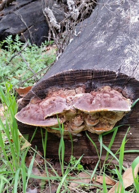 More wild mushrooms