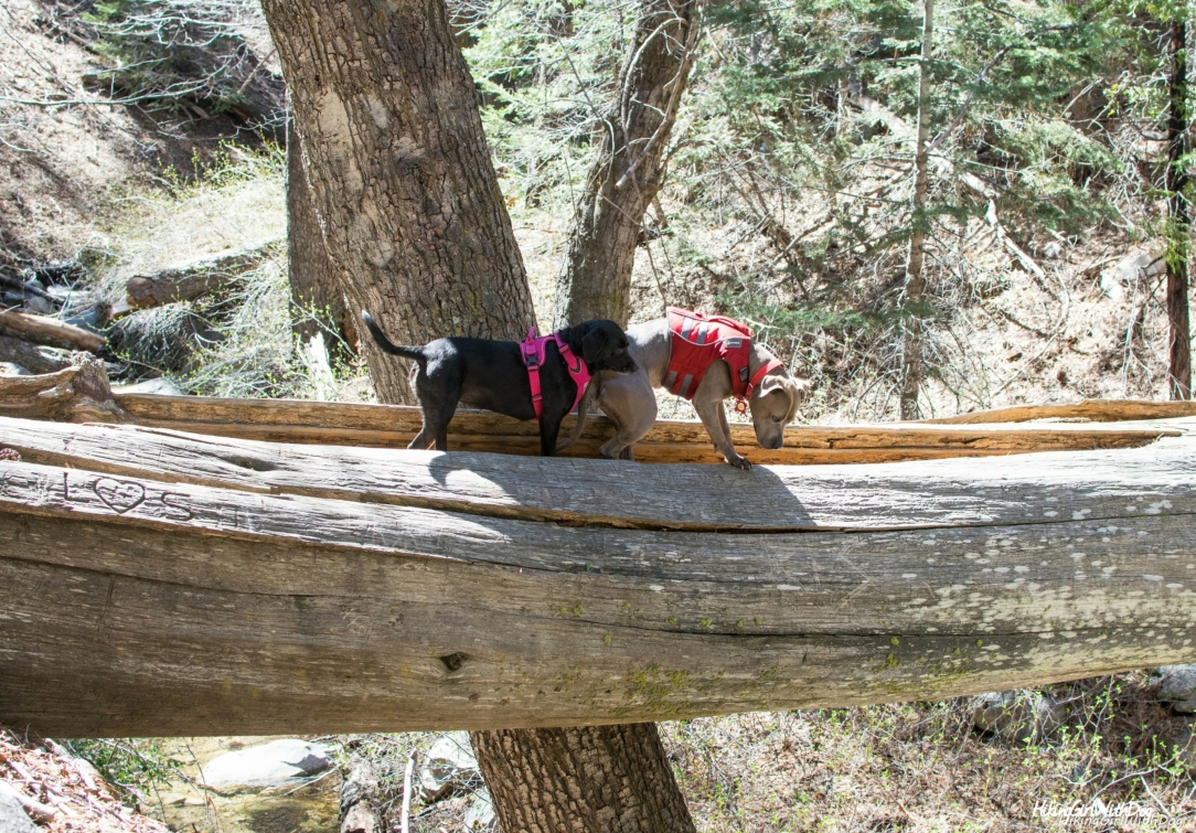 Best dog-friendly hikes in Southern California