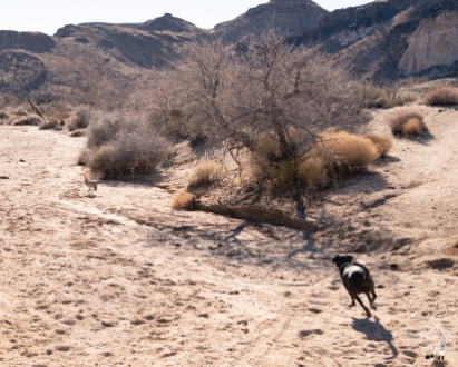 Mojave Desert Preserve