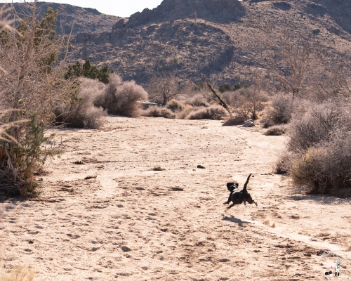 Mojave Desert Preserve